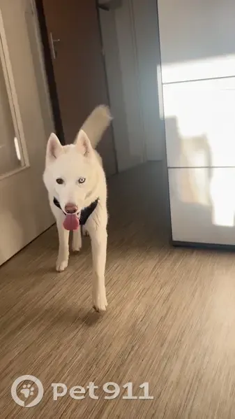 Husky blanche perdue à Deville - photo