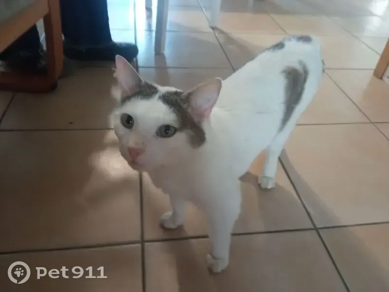 Chat blanc/marron trouvé à Gleizé - photo