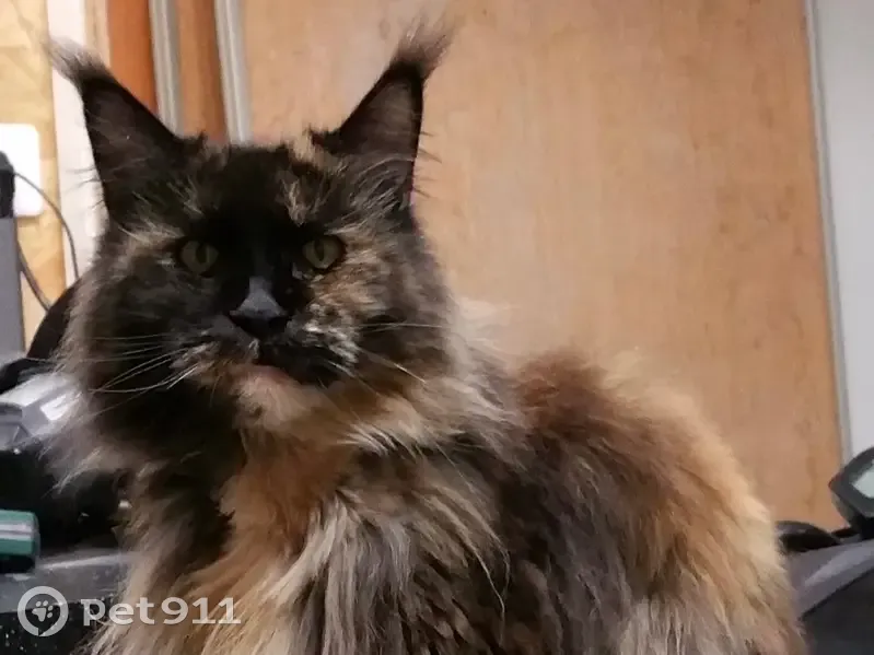 Chat Maine Coon tricolore perdu, Availles - photo