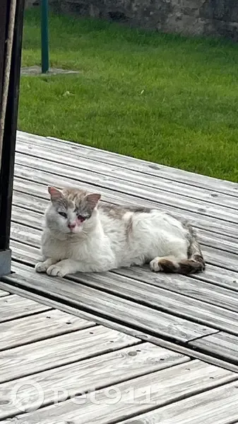 Chat blanc taché marron blessé, Gestel - photo