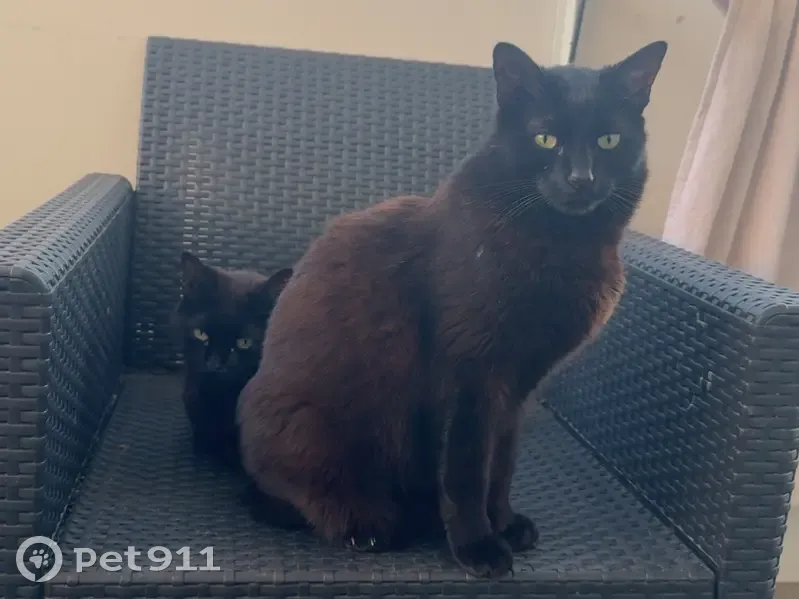 Chat européen noir perdu à Miramas - photo