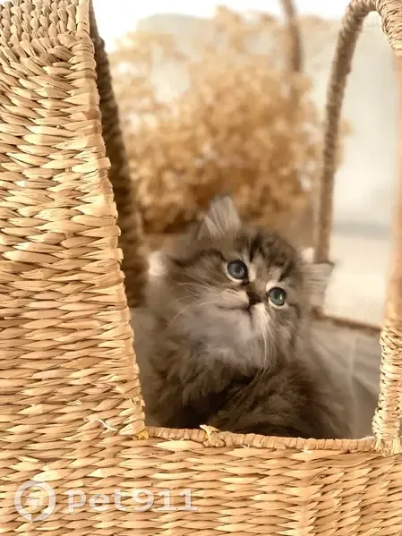 Chaton perdu à Plouégat-Guérand - photo