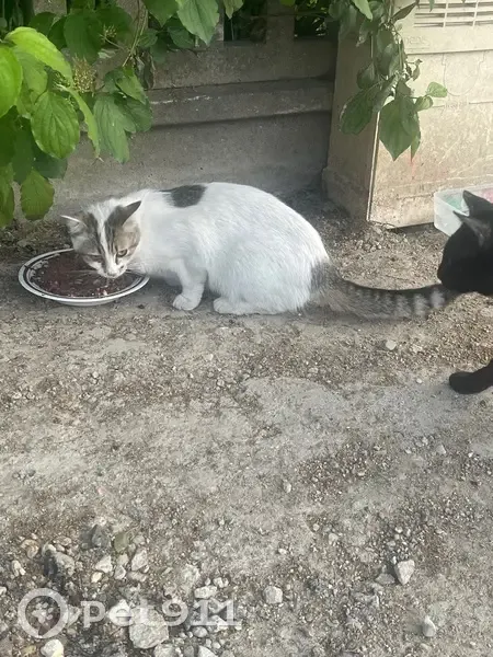 Chatte blanche tigrée câline trouvée à Nanterre - photo