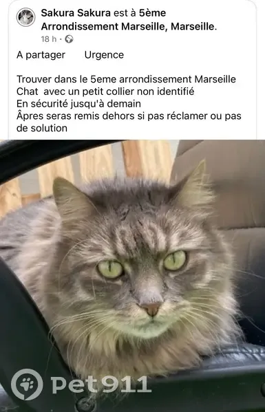 Chat trouvé avec collier à Marseille - photo