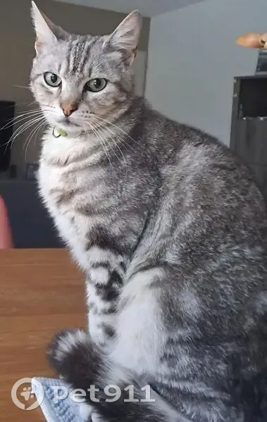 Maki, chat tigré perdu à La Salvetat - photo
