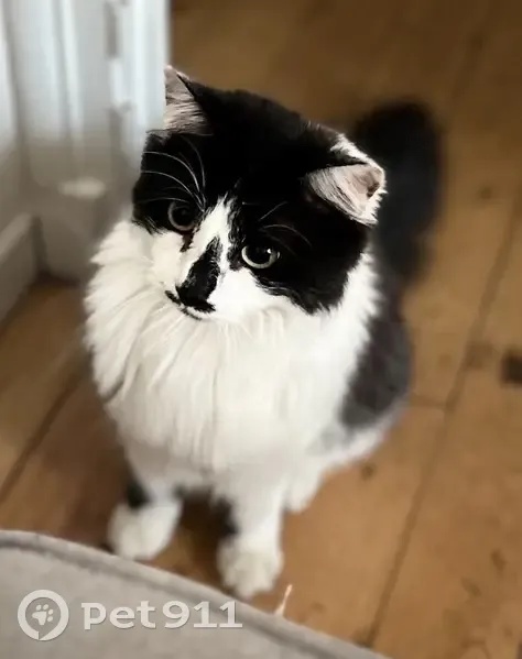 Chat perdu, mâle castré, blanc et noir - photo