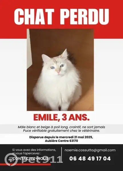 Chat perdu blanc/beige à poil long, Aubière - photo