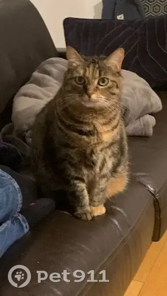 Chatte tigrée perdue à Clamart, répond à Lili - photo