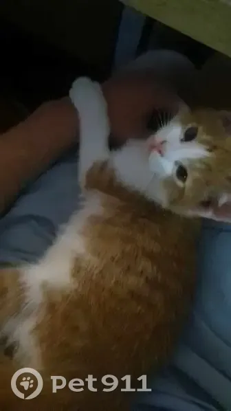 Chat perdu : roux et blanc, strabisme léger - photo