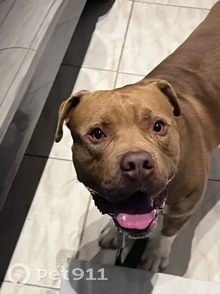 Cachorro encontrado Macho (brf000912) - photo