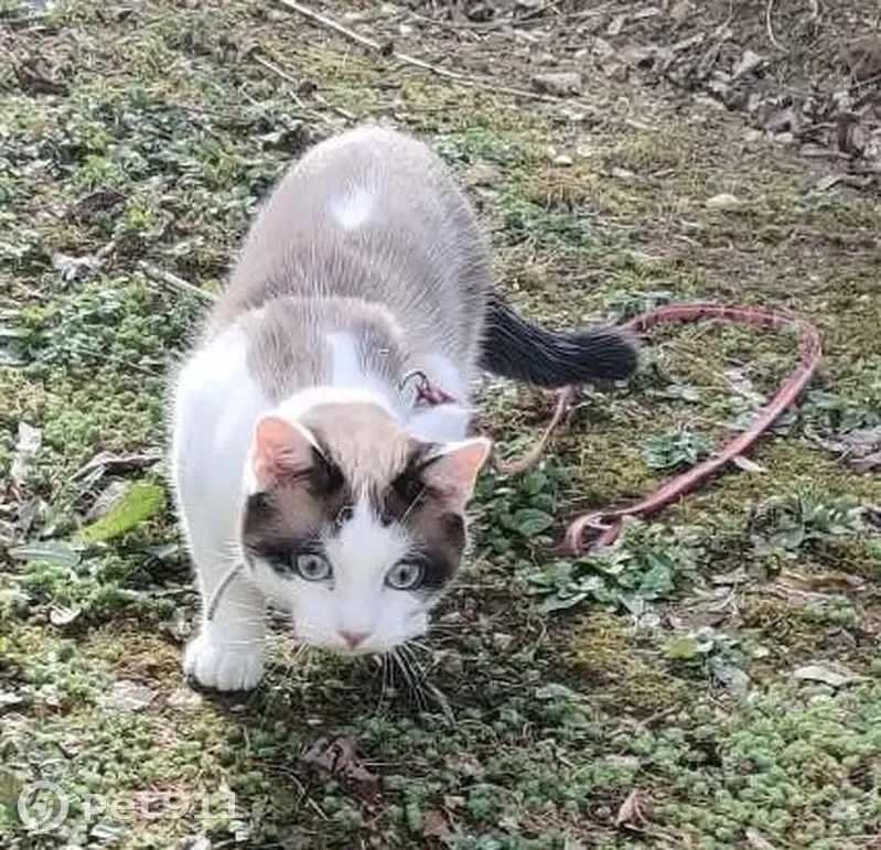 Chat perdu : Mia, 10 mois, rue Dumont Dijon - photo