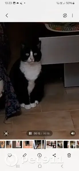 Chatte perdue à Toulon Ouest, noire et blanche - photo