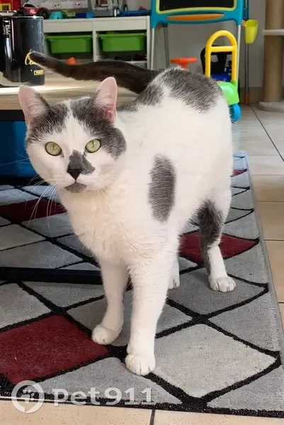 Chat perdu : mâle blanc et gris, yeux verts - photo