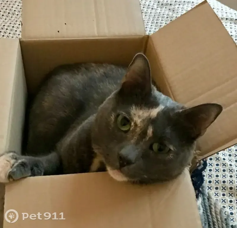 Chatte perdue, grise/beige, rue du Simplon - photo