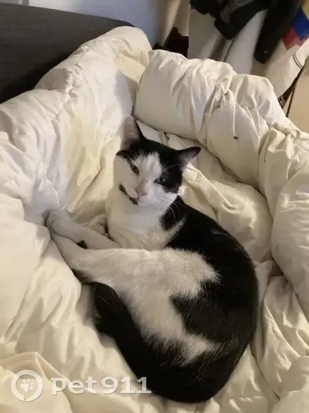 Chat blanc/noir trouvé à Pantin, sociable - photo