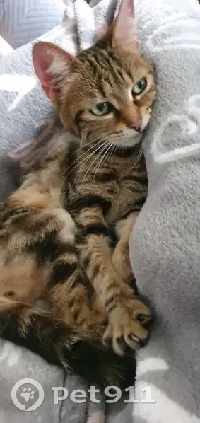 Chat trouvé Rue Decrombecque, Loos-en-Gohelle - photo