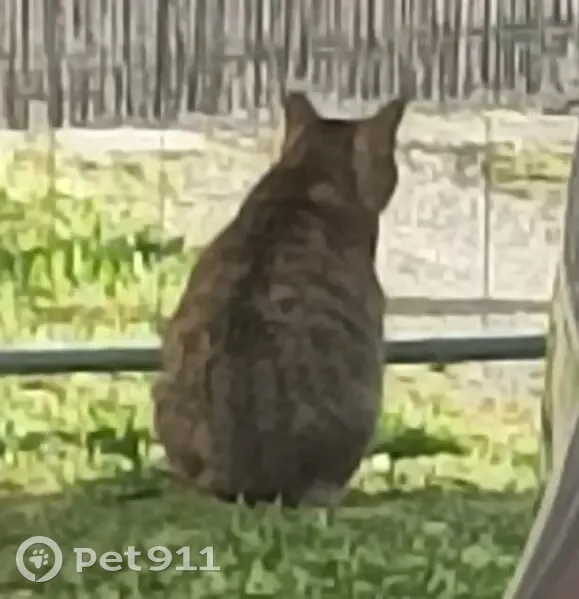 Chatte tigrée marron-noir perdue à Agen - photo