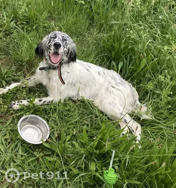 Setter anglais perdu, femelle, noire et blanche - photo