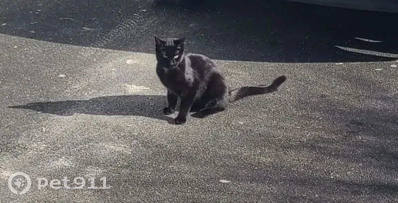 Chatte noire perdue à Sansais - photo