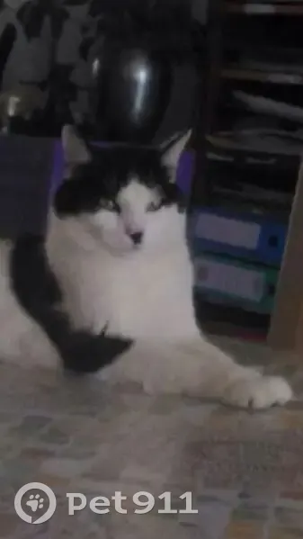 Chat mâle noir et blanc perdu à Amiens - photo