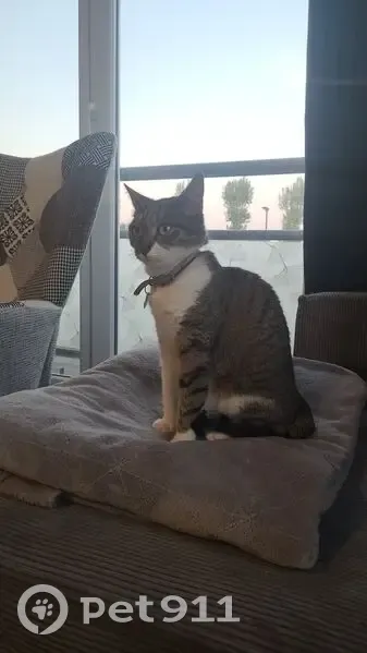 Chatte tigrée perdue, rue Lucie Aubrac - photo