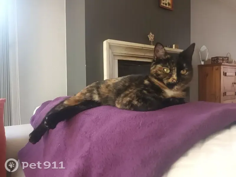 Chatte écailles perdue à Berthen - photo