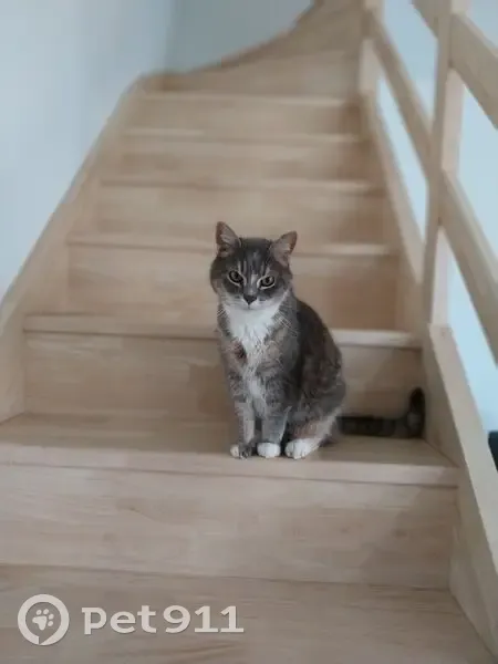 Chat européen perdu, gris/marron/blanc, Monnières - photo