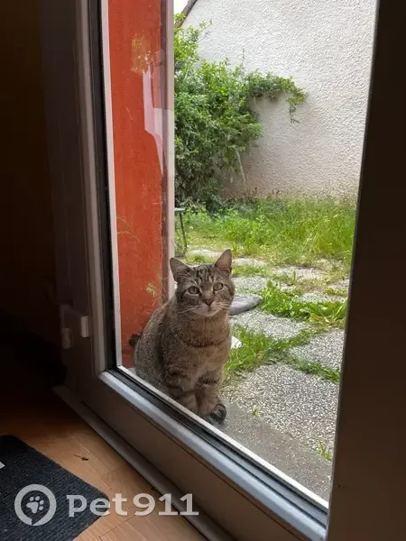 Chat mâle tigré trouvé à Wasquehal - photo
