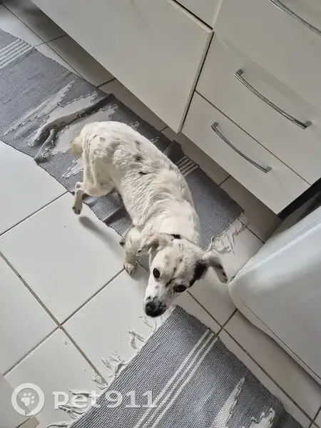 Cachorro encontrado - photo