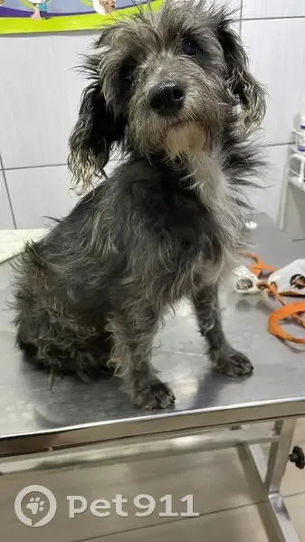 Cachorro encontrado - photo