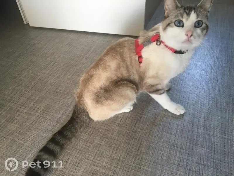 Chat perdu : blanc, gris, noir, craintif - photo