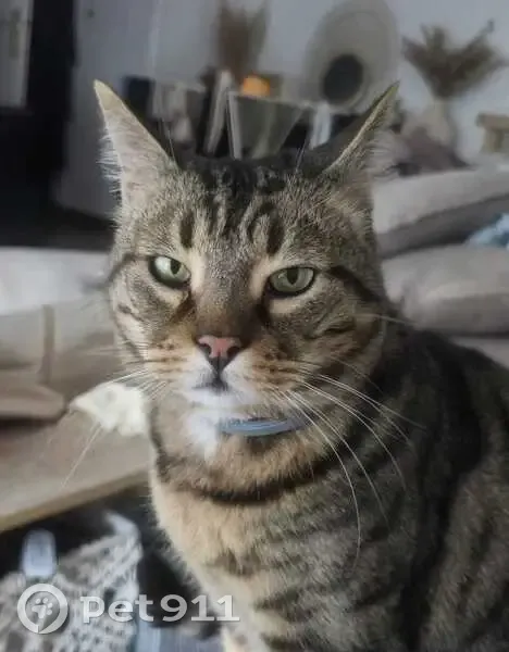 Chat tigré perdu à Noisy-le-Grand - photo