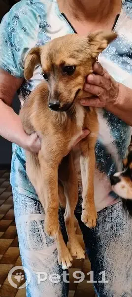Chiot roux trouvé Rue des Gros Hommes - photo