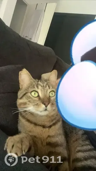 Chat perdu à Toulouse : aidez à le retrouver ! - photo