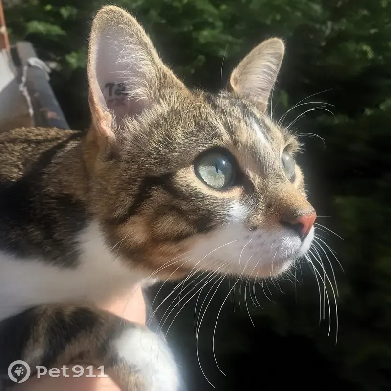 Chat tigré mâle perdu à Paris - photo