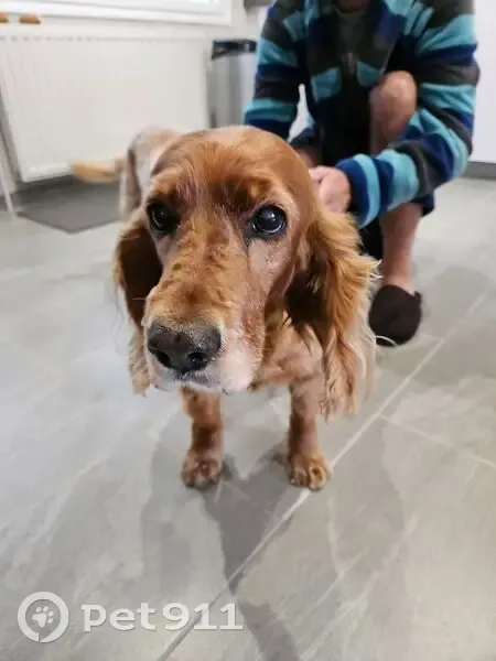 Chienne Cocker trouvée à Feuchy, verrue dos - photo