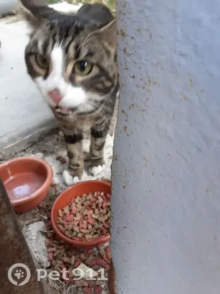 Jeune chat tigré-blanc trouvé à Avignon - photo