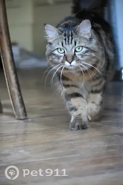 Chat perdu : Charlie, angora tigré brun - photo