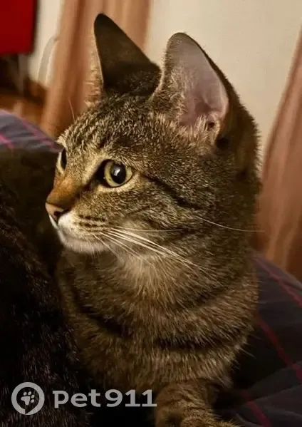 Gato desaparecido Fêmea (brl000924) - photo