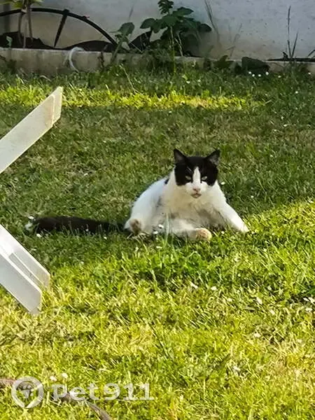 Chat noir et blanc trouvé à Rosny-sur-Seine - photo