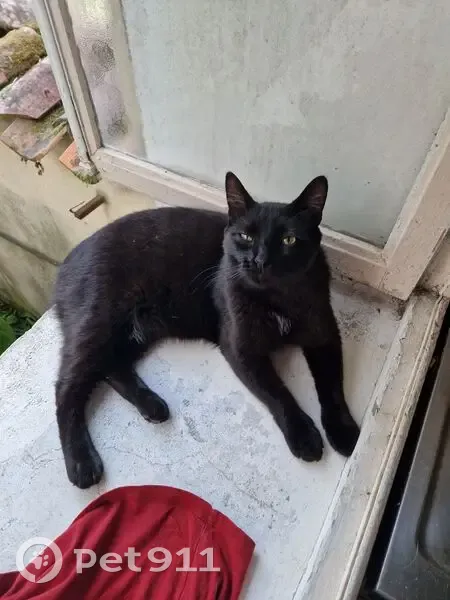 Chat perdu : Jaspe, affectueux et gourmand - photo