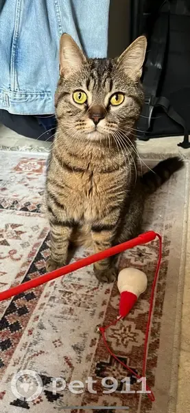 Chat perdu gris tigré, collier bleu Bordeaux - photo