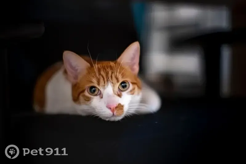 Chat perdu blanc/roux, harnais jaune fluo - photo