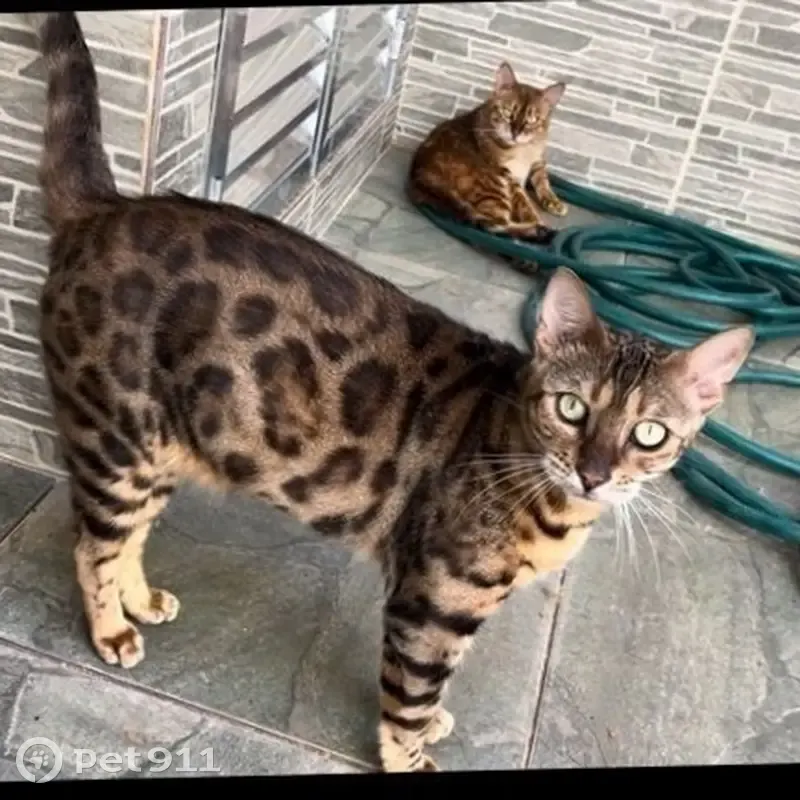 Gato desaparecido Macho (brl000929) - photo