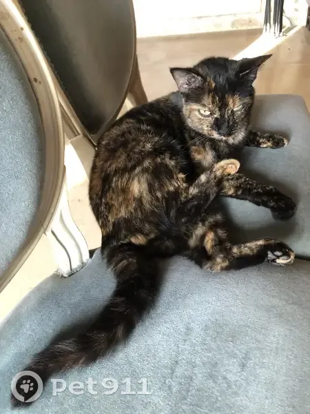 Chatte écaille Uma perdue à Benet - photo