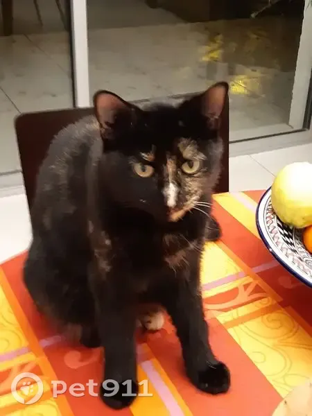 Chat perdue: Tigrette, Écaille de tortue - photo