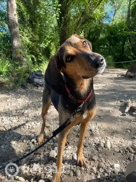 Chien perdu Héra, pucée, sociable, Aunay - photo