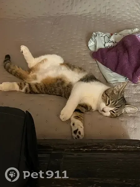 Chat tigré perdu, Rue du Pont Vautier - photo