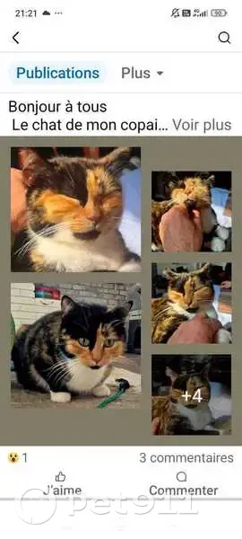 Chat perdue : Adèle, écaille, La Bassée - photo