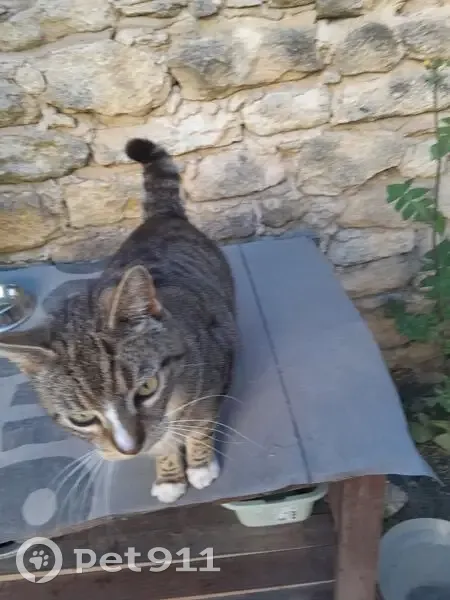 Chat tigré castré trouvé à Uzès - photo